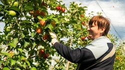 На Ставрополье на треть увеличили финансирование поддержки малых агрохозяйств