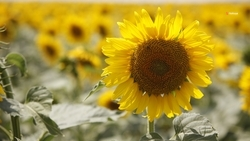 Сев подсолнечника проходит на Ставрополье