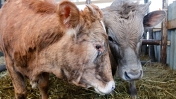 Более 43 тыс. животных проходят зимовку в Апанасенковском округе