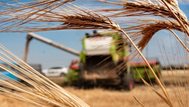 Более 60 тыс. тонн зерновых культур собрали аграрии Предгорного округа