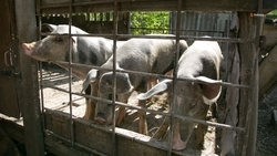 Крупный свиноводческий комплекс открыли в Кочубеевском округе