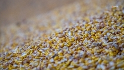 Более 493 тыс. тонн кукурузы на зерно собрали на Ставрополье