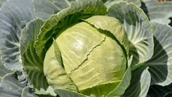 В Ставропольском крае началась уборка капусты