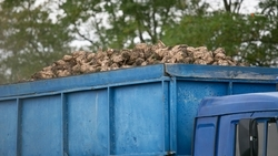 Сахарную свёклу собрали с 80% полей Новоалександровского округа