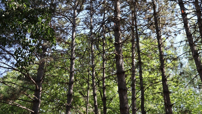 Урожайность в Ставропольском крае повысят благодаря восстановлению лесов