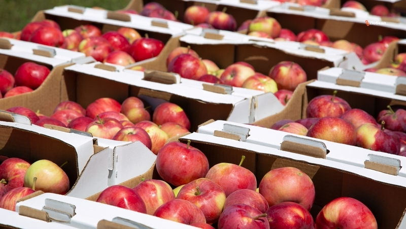 Новое плодохранилище откроют на Ставрополье в 2025 году