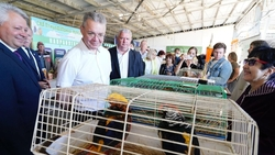 Глава Ставрополья пригласил земляков на выставку-ярмарку «Урожай-2025»