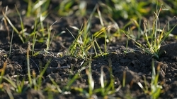 Ставрополье входит в топ-5 регионов по объёмам агрострахования