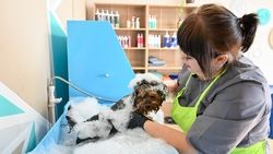 «Салон красоты» для животных открыли в Изобильненском округе по соцконтракту