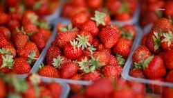 Два инвестпроекта по производству ягод поддержат на Ставрополье