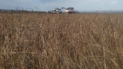 Аграрии Предгорного округа собрали 200 тонн гречихи