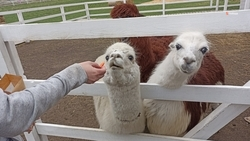 В Предгорном округе планируют развивать зоотерапию и шерстяное производство