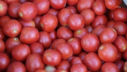 Более 1 тонны томатов собрал фермер из Новоселицкого округа