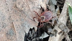 Более 300 человек обратились в медучреждения Ставрополья с укусами клещей за неделю