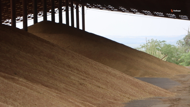 Урожай зерновых в четыре раза превышает потребности края — глава Ставрополья