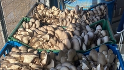 Фермер из Предгорного округа собрал 15 тонн грибов вёшенки