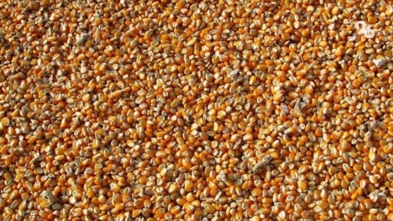 Более 75 тыс. тонн кукурузы убрали аграрии Ставрополья