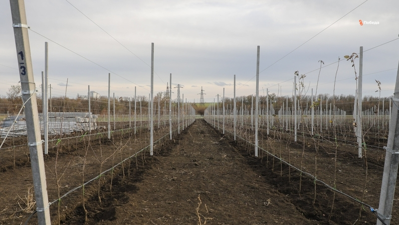 Суперинтенсивный сад заложили в Новоалександровском округе 