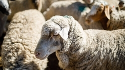 Кампания по осеменению овец стартовала на Ставрополье