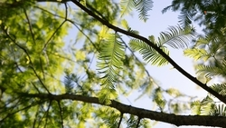 Глава Ставрополья на ежегодном послании поручил восстановить лесополосы края