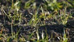 Ранние посевы озимых культур взошли на Ставрополье