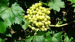 Более 1,2 т винограда собрали на Ставрополье
