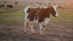 Многодетная семья со Ставрополья развивает подсобное хозяйство благодаря соцконтракту 