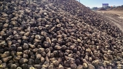 Ставропольские аграрии собрали 1,37 млн тонн сахарной свёклы