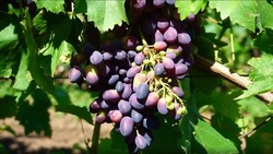 Урожай винограда в Левокумском округе достиг 1,4 тыс. тонн 