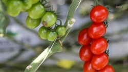 Экоферму откроют в ставропольском посёлке за средства гранта