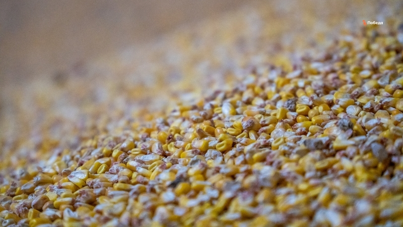 Аграрии Ставрополья приступили к уборке кукурузы на зерно