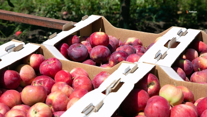Почти 15 тыс. тонн яблок собрали аграрии Георгиевского округа