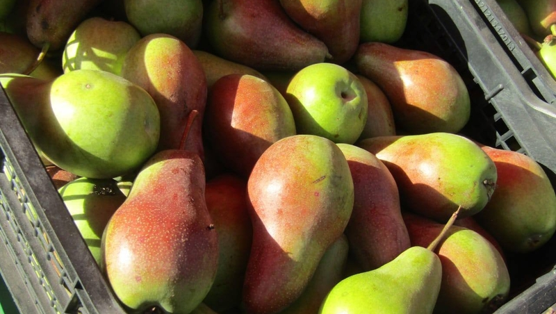 На Ставрополье стартовала летняя кампания по сбору груш