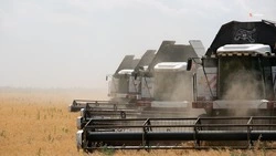На Ставрополье обмолотили более 6 млн тонн зерна на 65% полей
