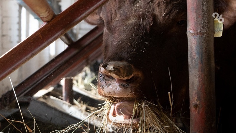 На Ставрополье активно развивают молочное и мясное животноводство