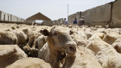 Рождение 400 тыс. ягнят ожидают на Ставрополье