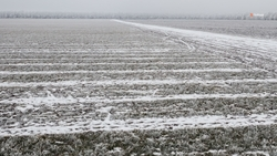 Аграрии Ставрополья получили субсидии на страхование сельхозземель