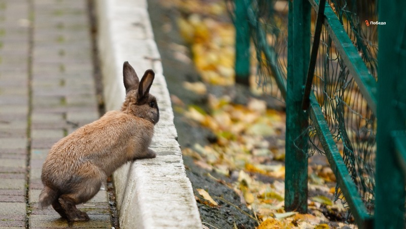 Туристы смогут полюбоваться породистыми кроликами в Грачёвском округе