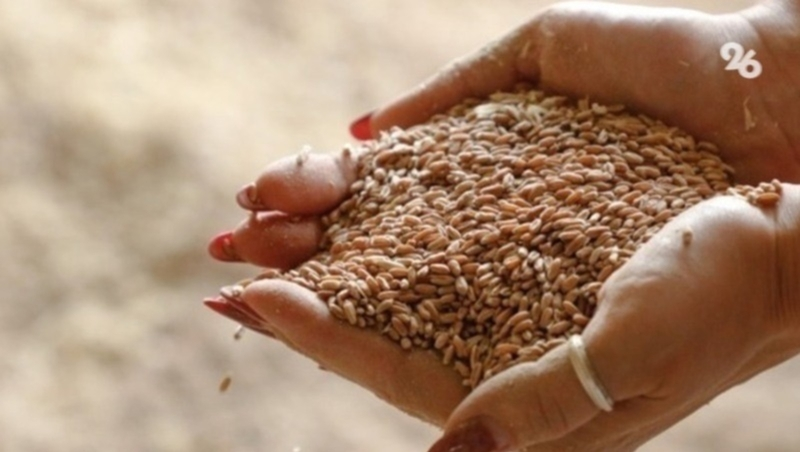 Аграрии Ставрополья запустили в работу семь мелиоративных объектов