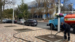 Специалисты посадили 15 молодых лип в Ставрополе