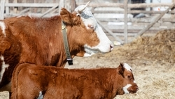 Многодетная семья из Арзгирского округа развивает подсобное хозяйство благодаря соцконтрактам