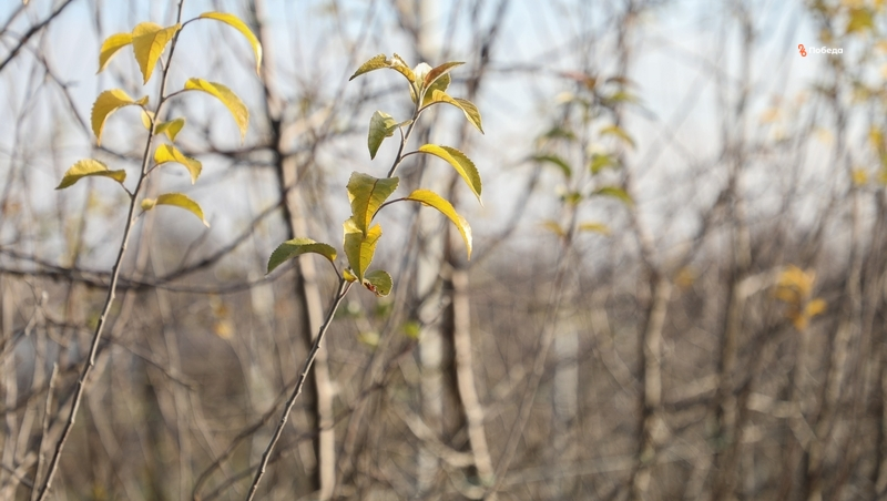 Глава Ставрополья: более 4 млн саженцев вырастят в питомниках региона