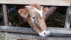 Семья из Изобильненского округа развивает подсобное хозяйство по соцконтракту