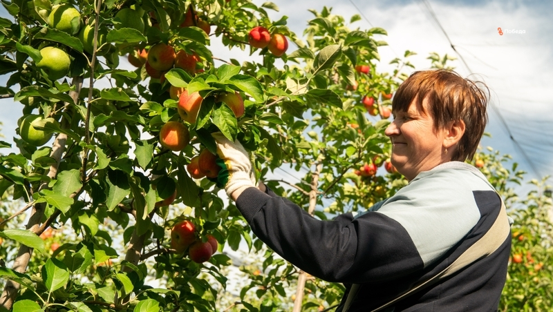 На Ставрополье на треть увеличили финансирование поддержки малых агрохозяйств