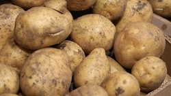 Более 2 тыс. тонн картофеля собрали в Шпаковском округе 