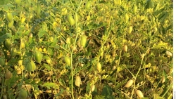 Около 6,4 тыс. тонн нута собрали аграрии Ставрополья в 2023 году