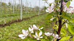 Три яблоневых сада заложили жители Минераловодского округа по госпрограмме