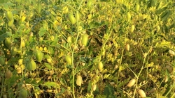 Аграрии Ставрополья выращивают пять сортов нута