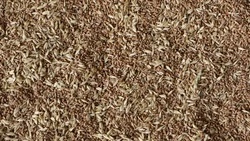 Экспорт ставропольского зерна с начала года вырос в два раза