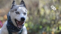 Глава Ставрополья предложил лицензировать разведение крупных пород собак